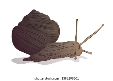 Snail. Illustration of an animal carrying a house on itself. Vector image.