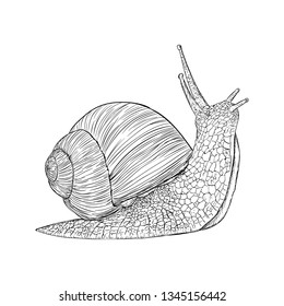 Snail illustration, hand drawn design.