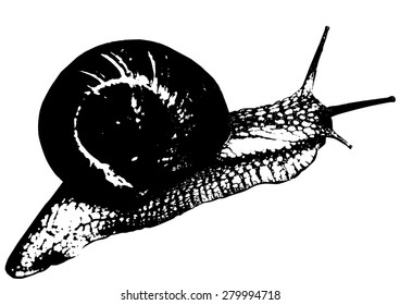 snail illustration on white background