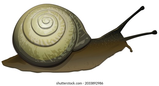 Caracol aislado en un fondo blanco