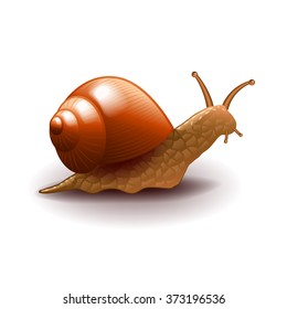 Snail isolated on white photo-realistic vector illustration