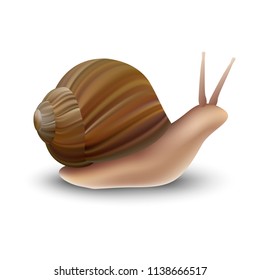 Snail mockup. Realistic illustration of snail vector mockup for web design isolated on white background