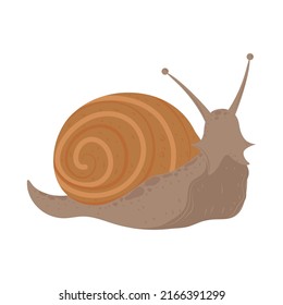 snail mollusk animal isolated icon