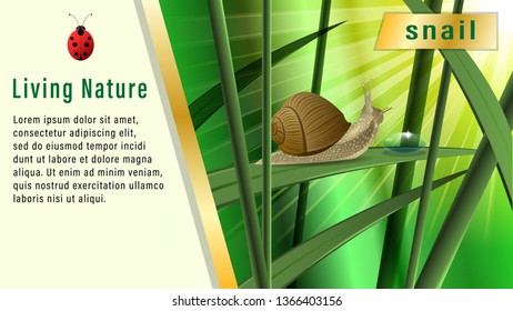 Snail on a blade of grass under the sun. Boke, Realistic horizontal banner, poster vector illustration.