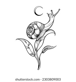 A snail on a branch with leaves looks at the moon. Vector illustration.