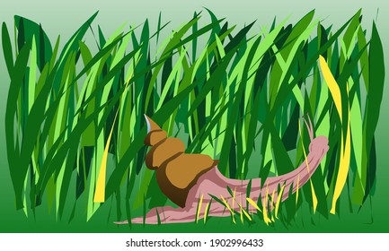 snail on the green grass