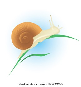 Snail on green leaf