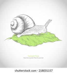 snail on a leaf