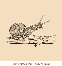 Snail on tree hand drawn. Vintage line engraving style. Vector illustration