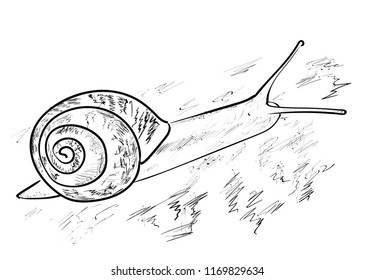 Snail on the white
