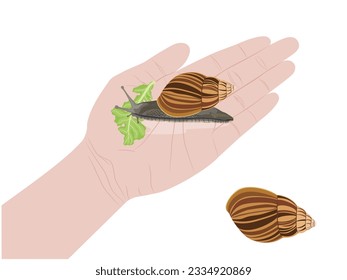 Snail on a white background.