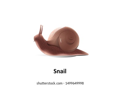 snail on a white background.It is classified as invertebrates and eat plants and fruits for food.