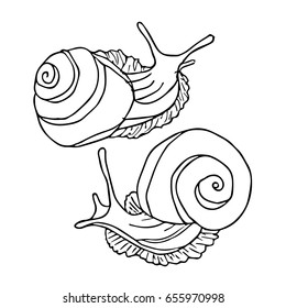 Snail on white background vector illustration. Doodle style. Design icon, print, logo, poster, symbol, decor, textile, paper, card. 