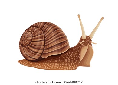 snail on white background.Vector eps 10