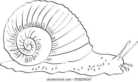 Snail, outlines in black. Children's coloring books