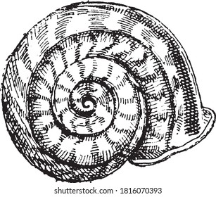 Snail propeller, From the Dictionary of Word and Things, 1888.