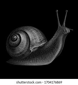 Snail. Realistic, black-and-white, artistic portrait of a grape snail on a black background.