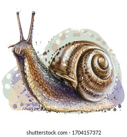 Snail. Realistic, color, artistic portrait of a grape snail on a white background in watercolor style.