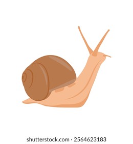 Snail Seafood Vector Illustration, Isolated