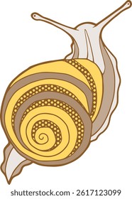 a snail seen from above with a yellow shell
