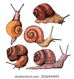 snail set hand drawn. object slug, slow insect, plant invertebrate snail vector sketch. isolated color illustration