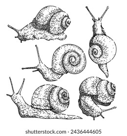 snail set hand drawn. object slug, slow insect, plant invertebrate snail vector sketch. isolated black illustration