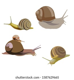 Snail Set. Slug Vector Illustration Cillection.