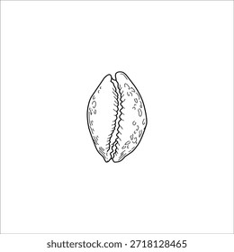 snail shell sketch drawing artwork handmade illustration