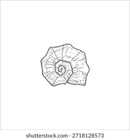 snail shell sketch drawing artwork handmade illustration