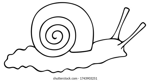 A snail with a shell. Vector illustration. Outline on a white isolated background. Sea gastropod mollusk. Shell in the form of a spiral. Hand drawing style. Sketch. Coloring book for children.