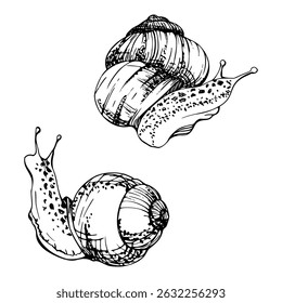 Snail shelled gastropod mollusc slug, slow moving animal. Single element isolated illustration hand drawn in vector ink. Nature educational posters cards, gardening calendars guides, aquarium shops