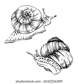 Snail shelled gastropod mollusc slug, slow moving animal. Single element isolated illustration hand drawn in vector ink. Nature educational posters, gardening guides calendars, cards labels print art