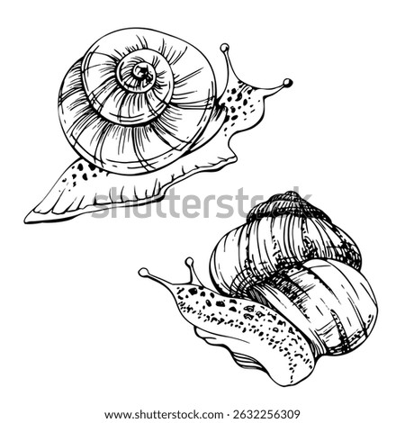 Snail shelled gastropod mollusc slug, slow moving animal. Single element isolated illustration hand drawn in vector ink. Nature educational posters, gardening guides calendars, cards labels print art