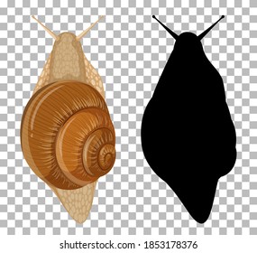 Snail with its silhouette on transparent background illustration