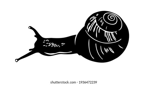 Snail. Silhouette. Vector image isolated on a white background.