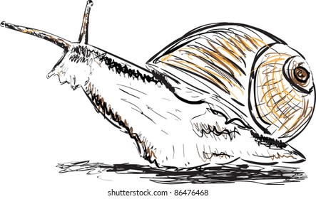 Snail sketch hand drawn vector illustration