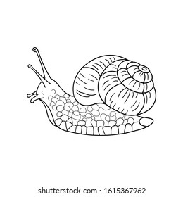 Snail for spa salon, eco cosmetics. Vector in sketch style. 
Line style. Isolated on white background.