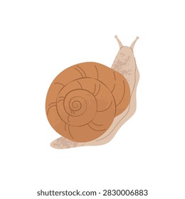 Snail with spiral shell and feelers. Flat vector illustration of a simple woodland garden animal on white background.