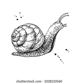 Snail vector drawing. Hand drawn isolated sketch. Engraved animal for label, logo, mucin and snail essence cosmetic cream. Packaging design element. Concept illustration.