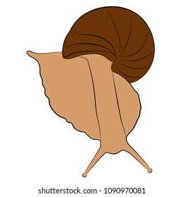 the snail vector drawing illustration