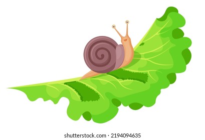 Snail vector. Snail eating salad. Snail on green leaf lettuce. Snail Vector illustration cartoon flat icon isolated on white background.