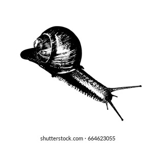 Snail vector illustration