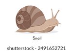 Snail vector illustration, cartoon clipart character, animal in flat style. Wild animals, wild creatures, wildlife concept. Snail vector design isolated on white background