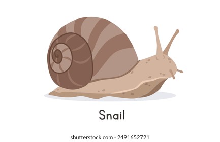 Snail vector illustration, cartoon clipart character, animal in flat style. Wild animals, wild creatures, wildlife concept. Snail vector design isolated on white background