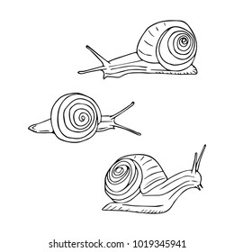 Snail vector illustration. Doodle style. Design, print, decor, textile, paper
