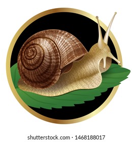 Snail. Vector illustration of realistic snail.