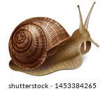 Snail. Vector illustration of realistic snail. Isolated on transparent background.