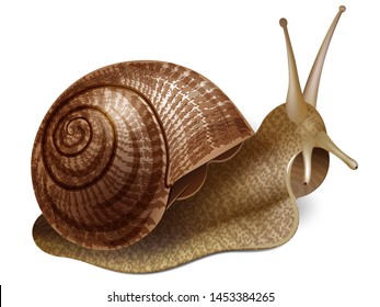 Snail. Vector illustration of realistic snail. Isolated on transparent background.