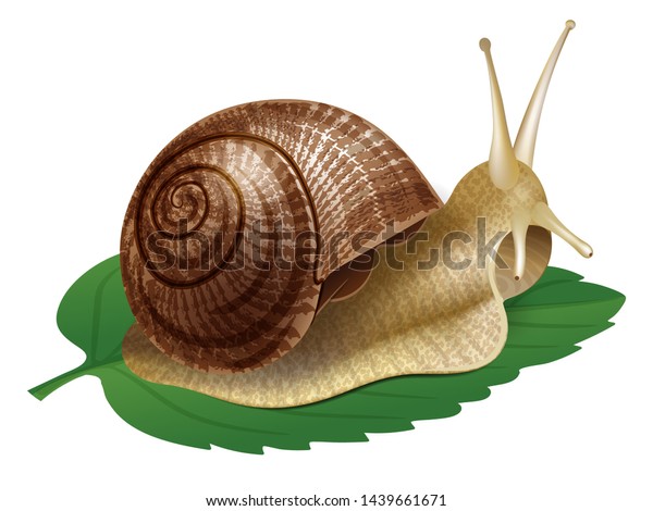 Snail Vector Illustration Realistic Snail Isolated Stock Vector Royalty Free