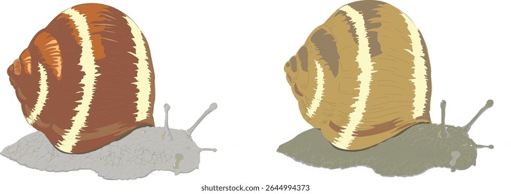 Caracol. Imagem de vetor de caracol. Ícone de caracol.